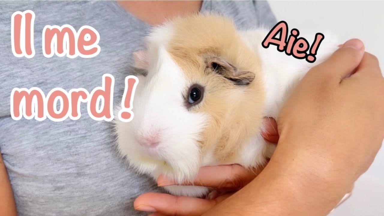 Comment faire pour ne pas que mon cochon d'Inde me morde?