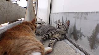 お昼寝の時間にソワソワする子猫