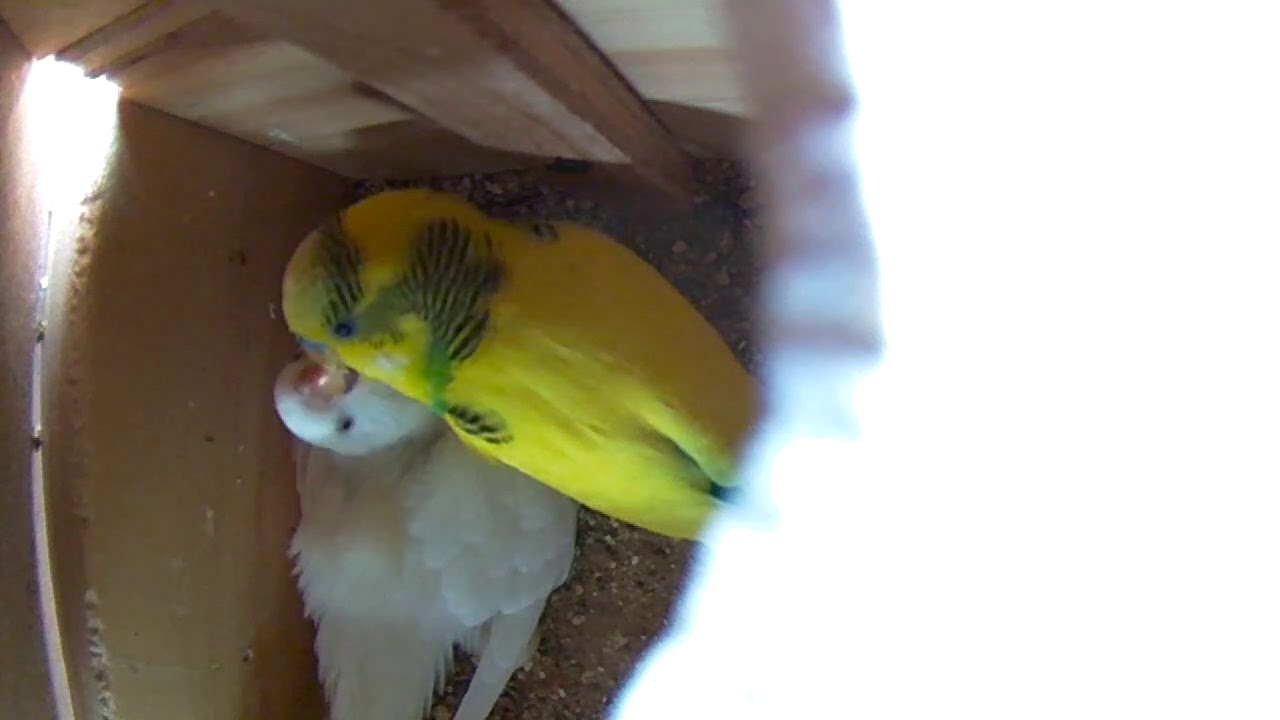 Parakeet Feeding Mate in Babies Nest Box YouTube