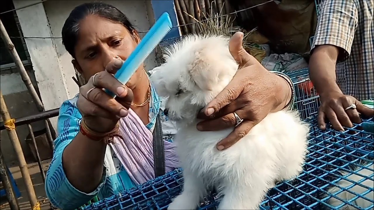adopt dog las vegas Snow White Cute Lhasa Apso Puppy At Galiff Street Kolkata