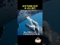 クジラが水中で飲めない理由…実は異常すぎる授乳方法だった