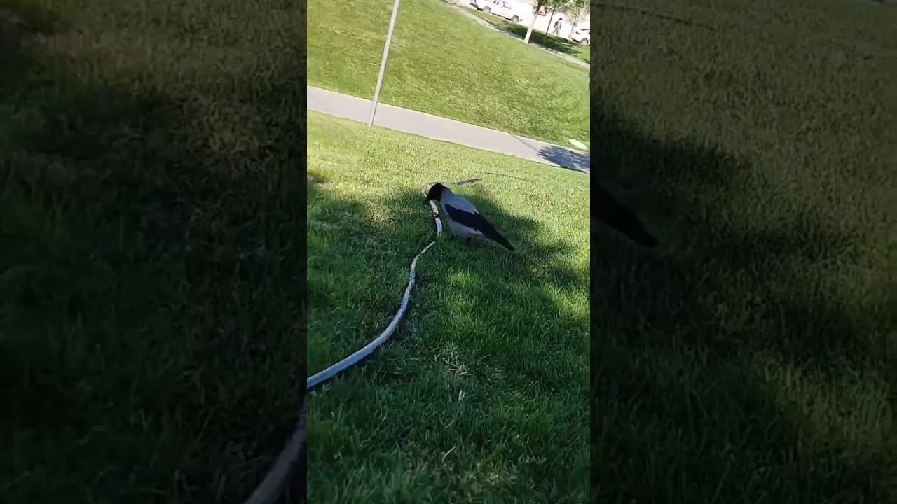 qarğa üçyüz il yaşayır, niyəki yaşamasın kirditi yox borcu yox😂