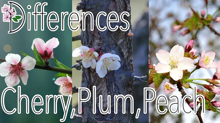 Difference between cherry, plum and peach blossoms - DayDayNews