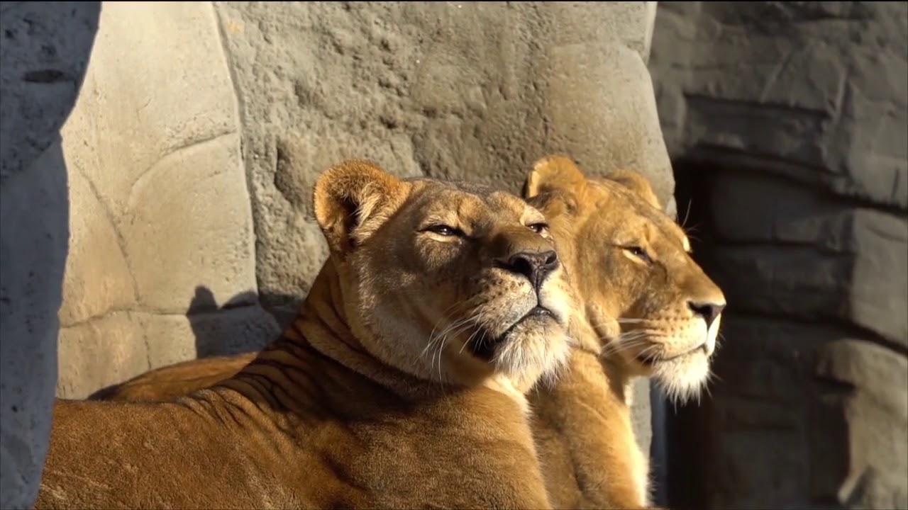 LIONS | FREE VIDEOS FOOTAGE | NO COPYRIGHTS | VIDEO LIBRARY | 4K | HD | 2020