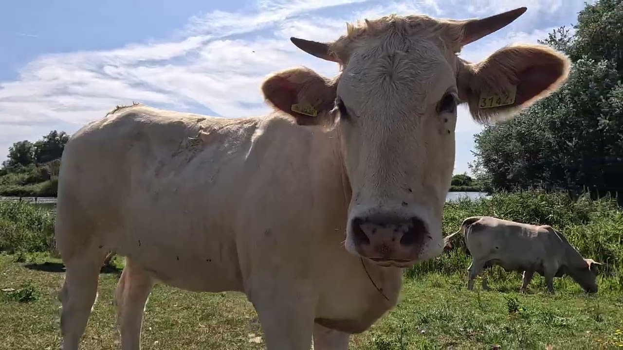 Trippelen in 't Twiske, Trekvogelpad E4/E5
