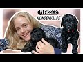 VI PASSER HUNDEHVALPE! //vlog