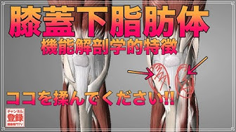 膝蓋下脂肪体 Youtube