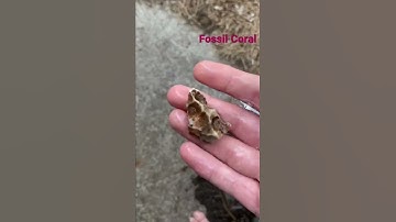 Fossilised Coral #fossil #coral #rockhounding #rocks #iloverocks