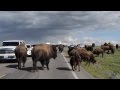 Yellowstone Bison Won't Move! Park Ranger Came to Help!