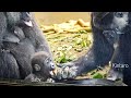 Baby Gorilla was shocked when his food is taken away | Kyoto Zoo