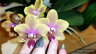 Орхидеи😍 чем я всё таки удобряю свои орхидеи? В чем секрет? 🤔