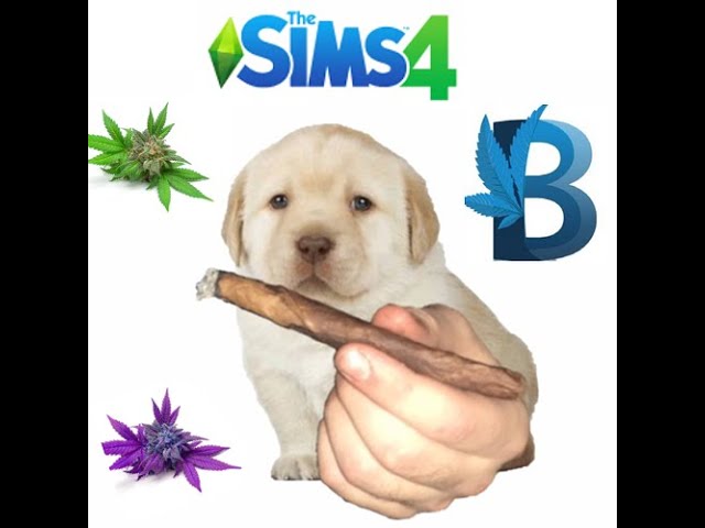 ⭐ Mods - The Sims 4 - Como Acessar os Cheats do Mod Basemental Drgs  #thesims4 #shorts 