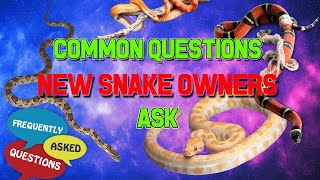 Common Questions Beginner Snake Keepers Ask