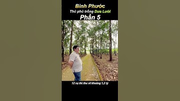 Phần5 - Bình Phước Thủ Phủ Dưa Lưới #shorts