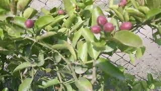 Karonda Plant on Fruiting - Carissa carandas - Organic Farm - Engineer Ka Bagh