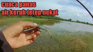 casting ikan gabus pakai soft lure saat cuaca panas dan air keruh screenshot 3