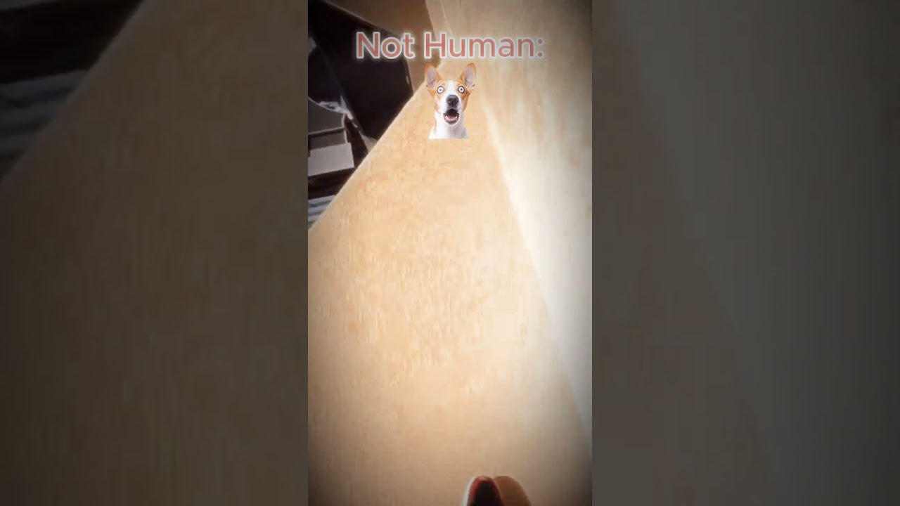 Girls Vs Boys Vs Not Human Doing Parkour