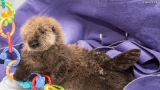 You 'otter' watch this baby sea pup!