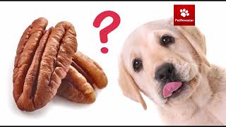 Can Dogs Eat Pecans | Can Dogs Eat Nuts | Dog Food | Dog Care