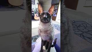 Funny Cats 😂 Episode 249 #Shorts
