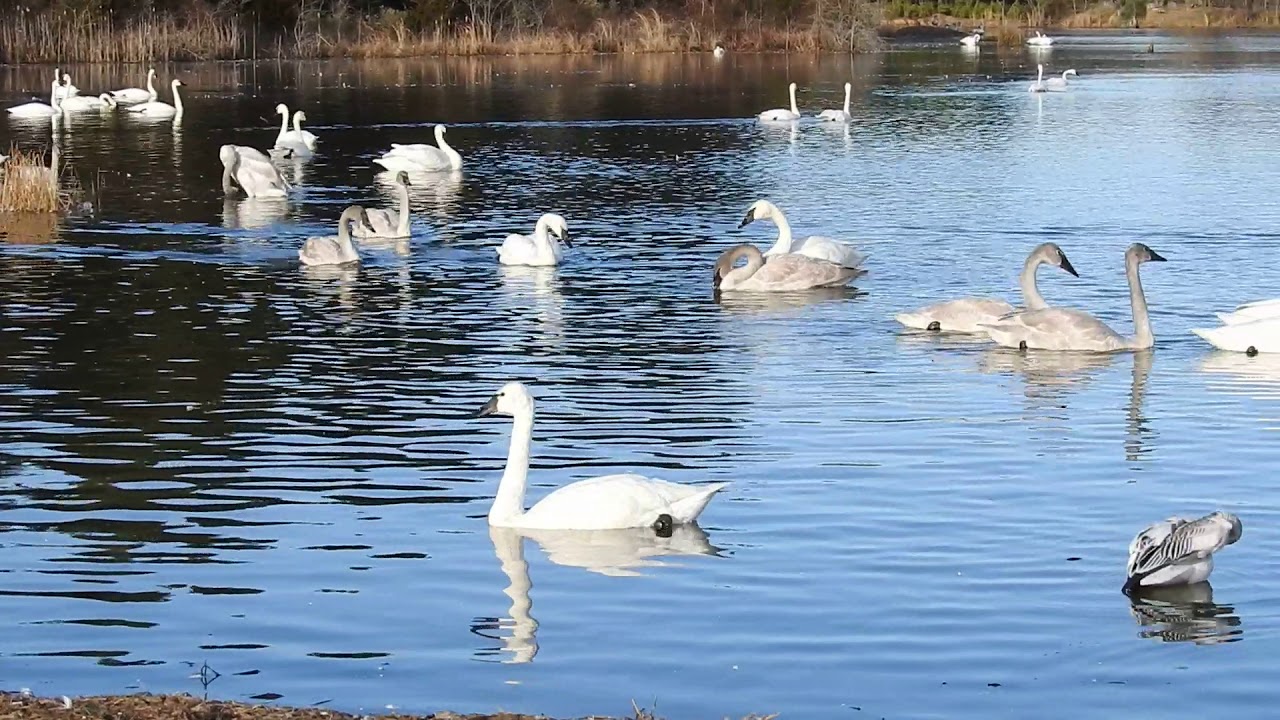 Trumpeter Swans in Heber Springs, Arkansas YouTube
