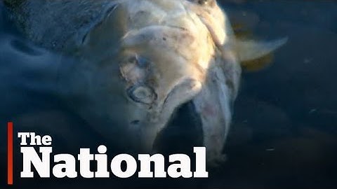 Drought Putting B.C. Salmon At Risk