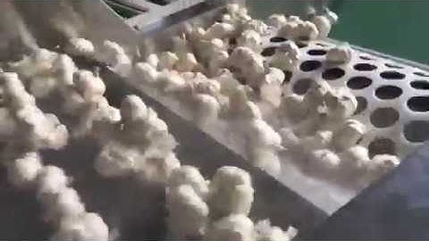 garlic cleaning and sorting machine, garlic processing machine--- 0086 13613837205