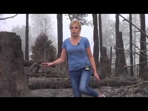 ყვიბისის ტყე ხანძრის შემდეგ