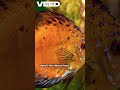 beutifull fish #peacefulwaves #waves please if you visit subscribe my youtube channel