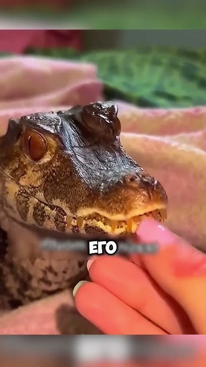 Женщина - мать крокодилов 🐊 #животные #милыеживотные - YouTube
