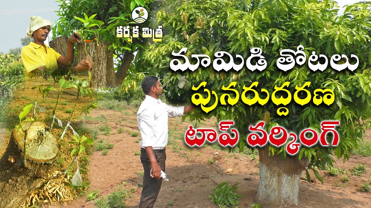 ముదురు మామిడి తోటలకు పూర్వ వైభవం || How to Rejuvenate and Top work  old Mango Trees | Karshaka Mitra