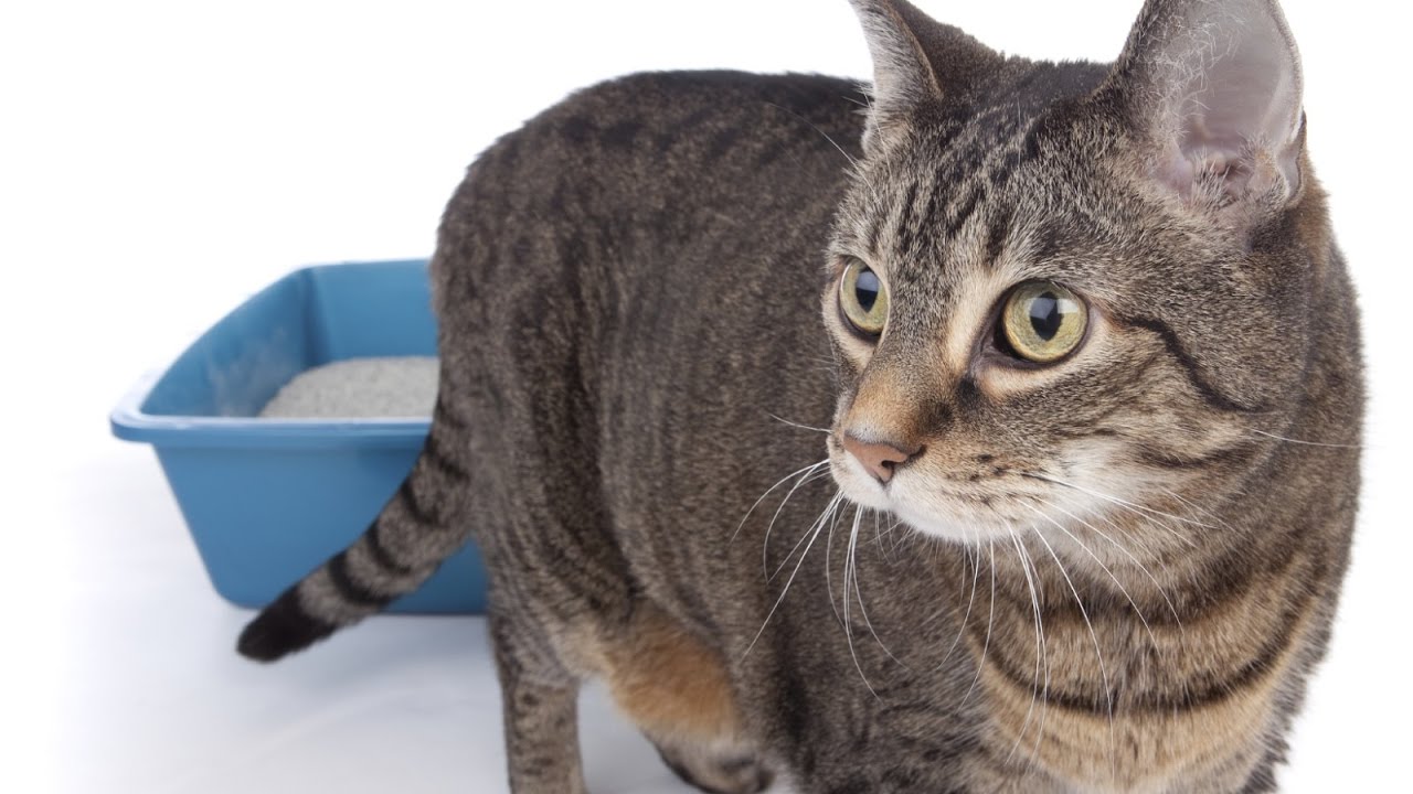 male kitten peeing outside litter box