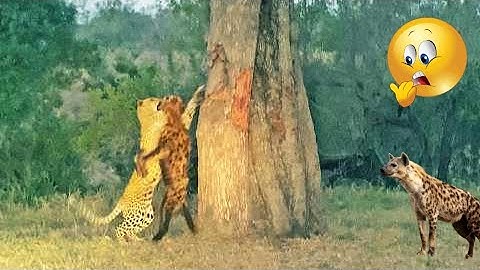 Male Leopard Kills Large Hyena & Struggles To Drag It Up A Tree  🫢