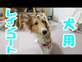 【シェルティちょこ】犬用レインコートを着てルンルンさんぽ♪【生後５ヵ月】