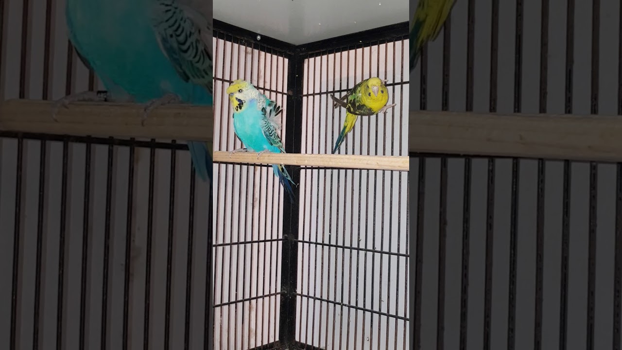 Blackwing female with exhibition hogo male