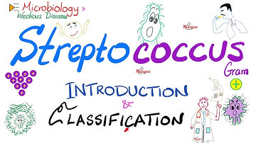 Streptococci | Introduction and Classification (Group A, Group B, Group D) | Microbiology 🧫