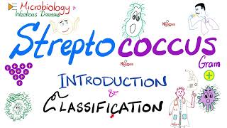 Streptococci | Introduction and Classification (Group A, Group B, Group D) | Microbiology 🧫