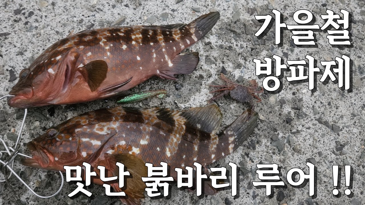 가을 방파제의 맛있는 붉바리 루어 낚시!