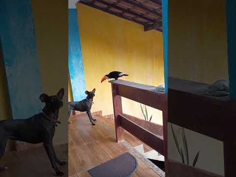 Dog and toucan playfully interact on a balcony in São Gonçalo, Rio de Janeiro, Brazil