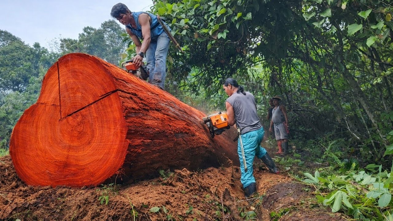 Puluhan operator turun gunung Demi misi kemanusiaan...!! Kearifan lokal pedalaman Kalimantan