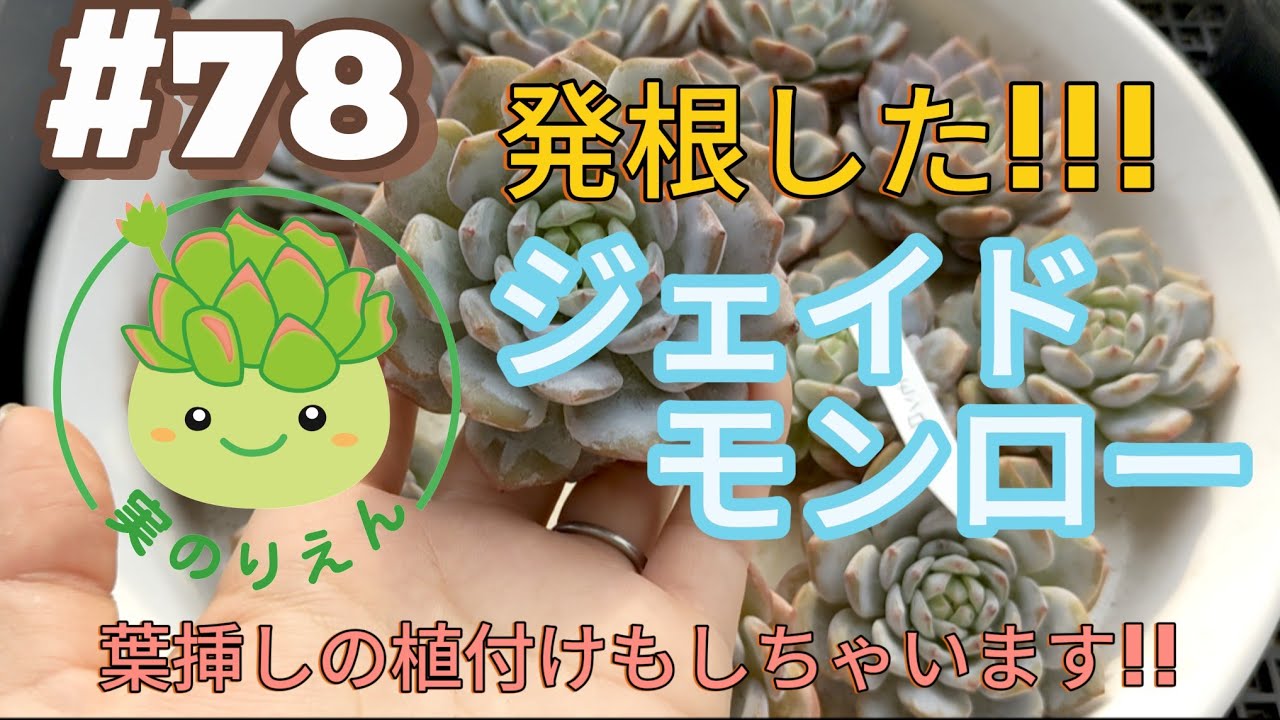 Top【選抜株】多肉植物　21929ジェイドモンロー　20個　鉢無し/脱土 78 可愛いジェイドモンロー植えつけます! - YouTube