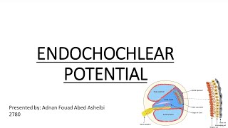 ENDOCOCHLEAR POTENTIAL