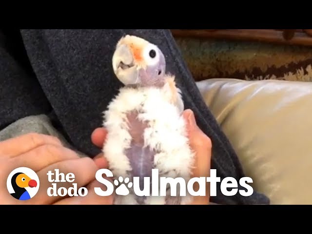 This Guy Wasnt A Bird Fan Until He Met This Little Bald Cockatoo | The Dodo Soulmates