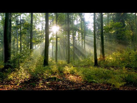Ashwagandha - Ayurveda