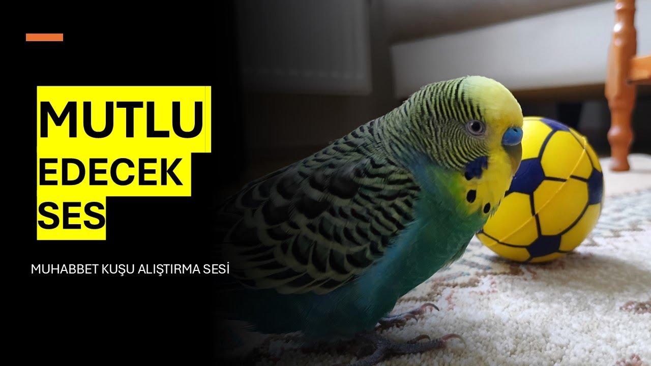MUTLU EDECEK SES , Muhabbet kuşu çağırma , muhabbet kuşu alıştırma , muhabbet kuşu konuşturma sesi