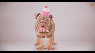 Animalia - Bulldog Pops is a truly lovable character