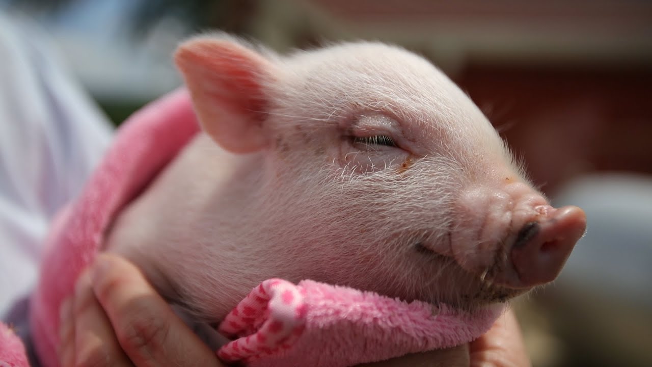 Adorable mini pigs bred in this small, Alabama town YouTube