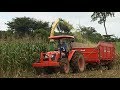 Ensilage de maíz suplemento para lechería hacienda Napoles San Vicente del Caguán Caquetá  Tropical