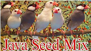 || Java Seed Mix || Silver White Fawn Pastel ||