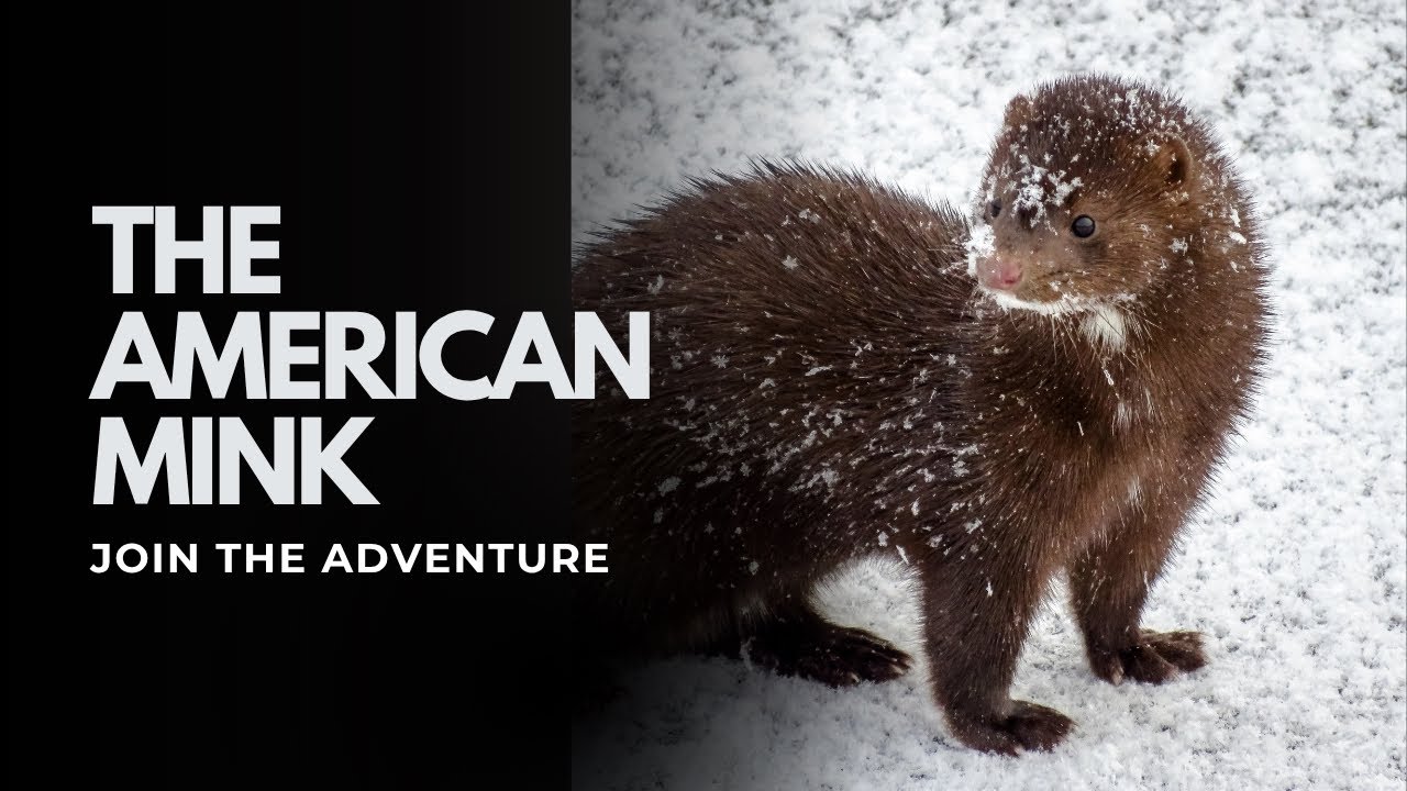 Ep. 28| 339 mammals series| American Mink - YouTube